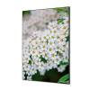 Textilná dekorácia na stenu 40 x 40 Biele kvety Spirea - 1