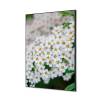 Textilná dekorácia na stenu 40 x 40 Biele kvety Spirea - 2