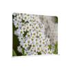 Textile Room Divider White Flower Spirea - 0